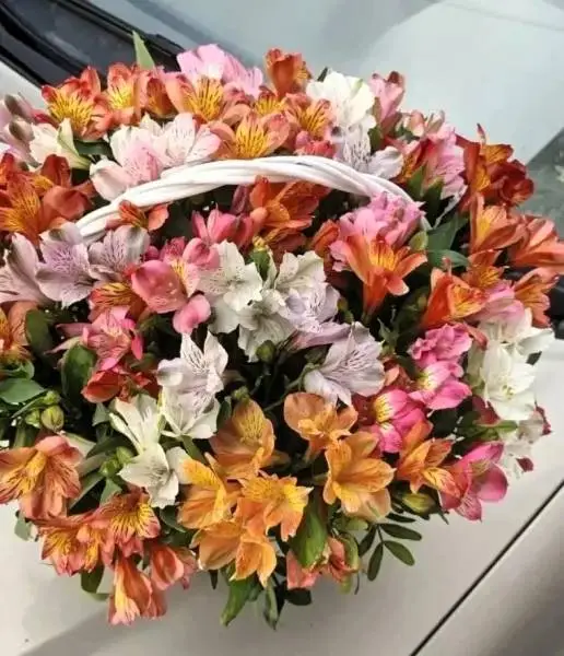 Радужная альстромерия